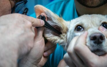 Día del Veterinario en Perú