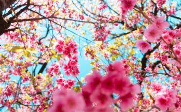 Festividad del Día de la Primavera y la Juventud en Perú