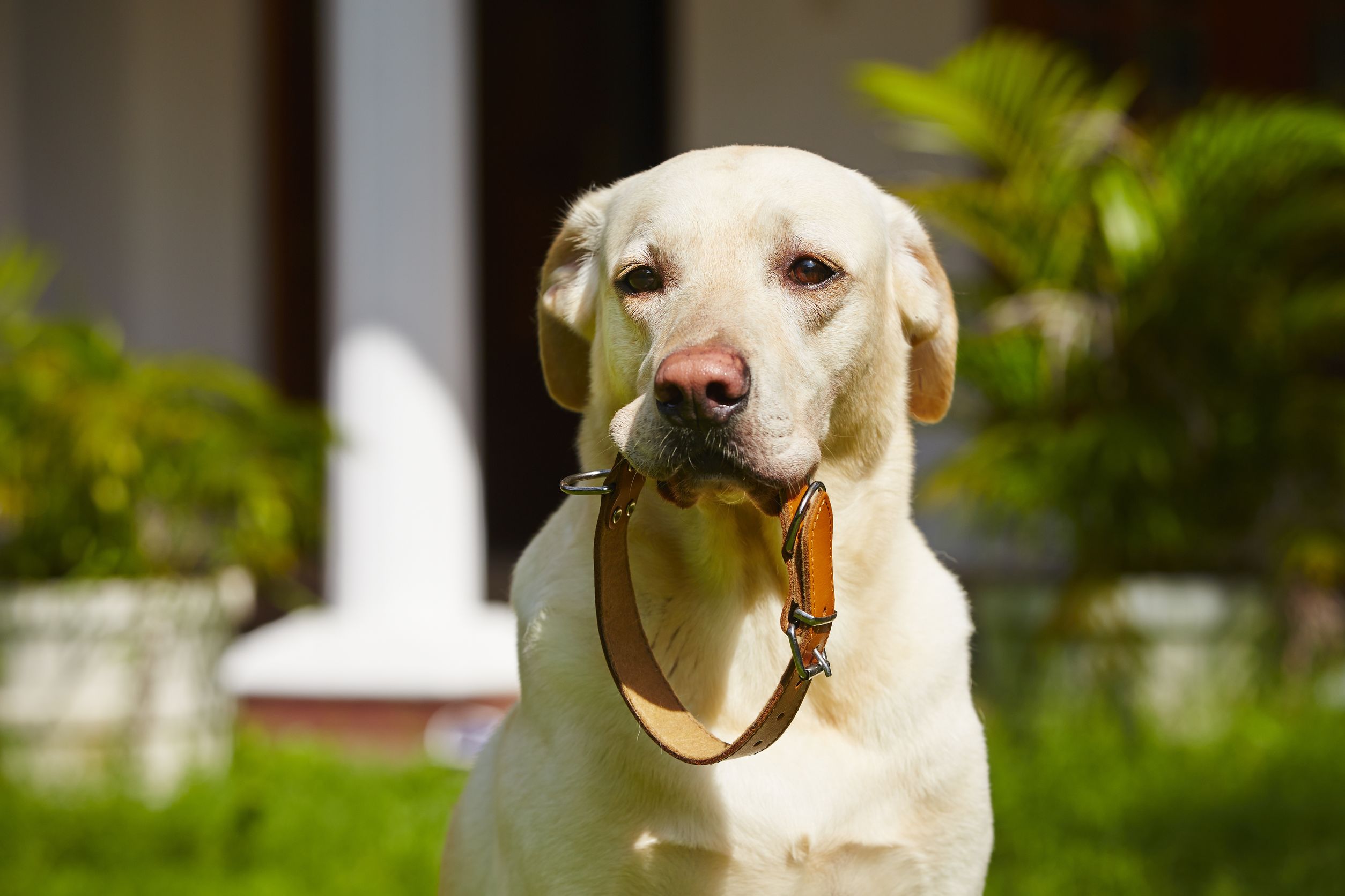 información para cuidar el collar de un perro
